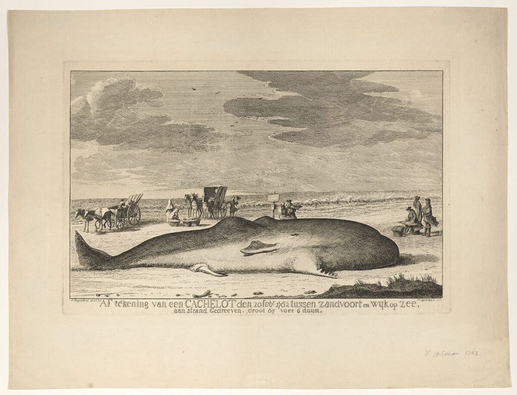 A Stranded Whale on the Beach Between Zandvoort and Wijk aan Zee on 20 February, 1762