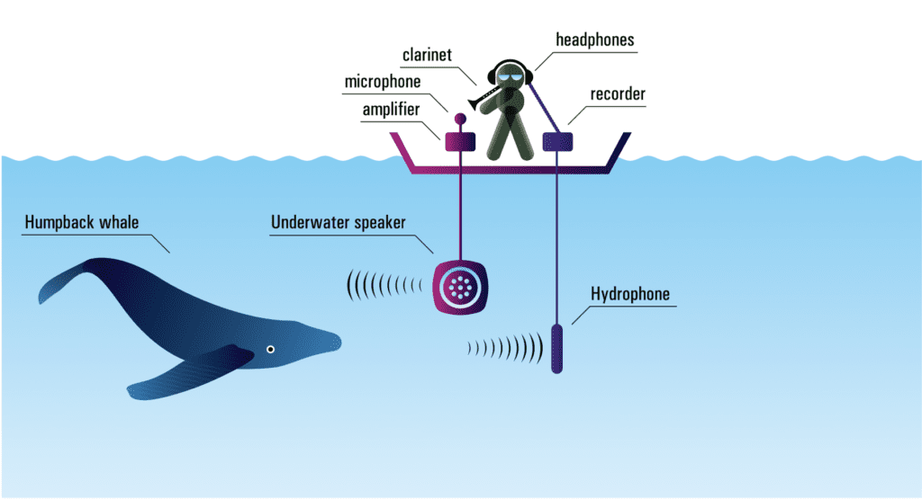 David Rothenberg (2023) Whale-Human improvisation