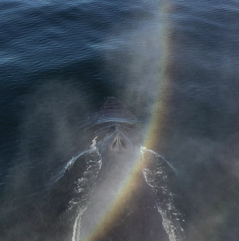 A rainbow emanating from a whale blow