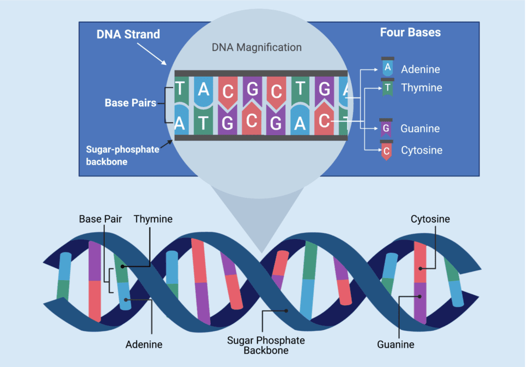 Genes and DNA