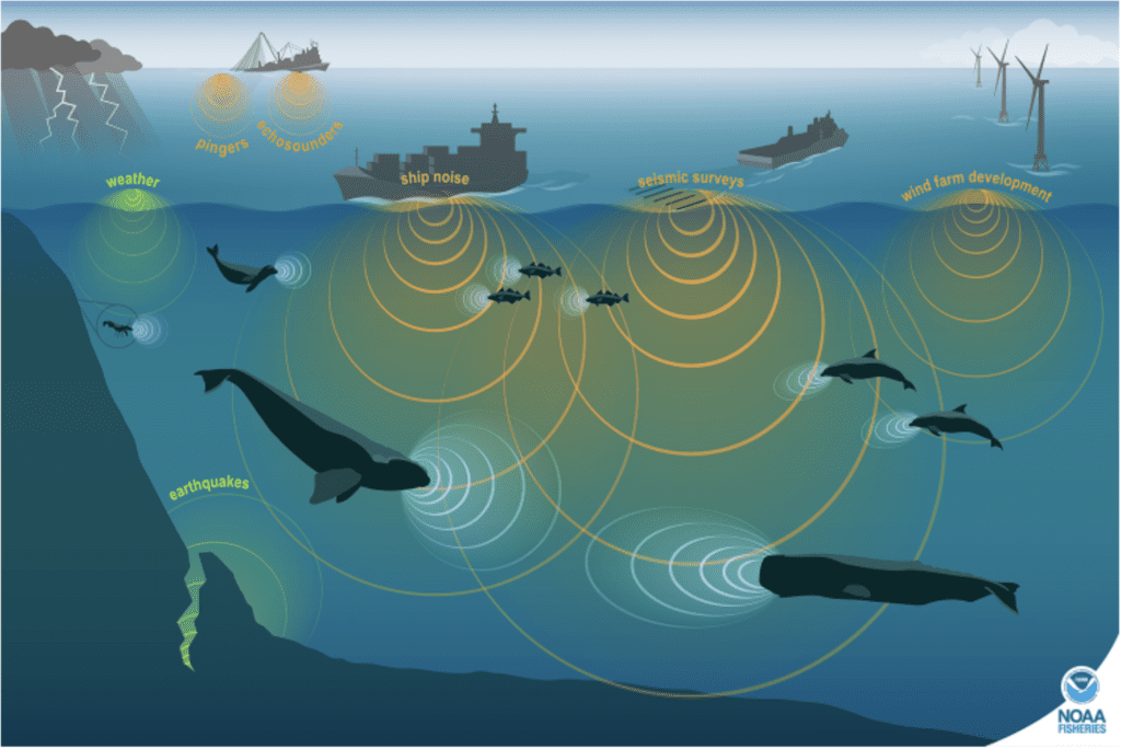 This image shows how crucial sound communication is for whales, and how much ships and submarines interfere with them.]