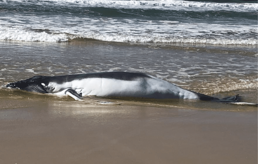 baby humpback whale stranded