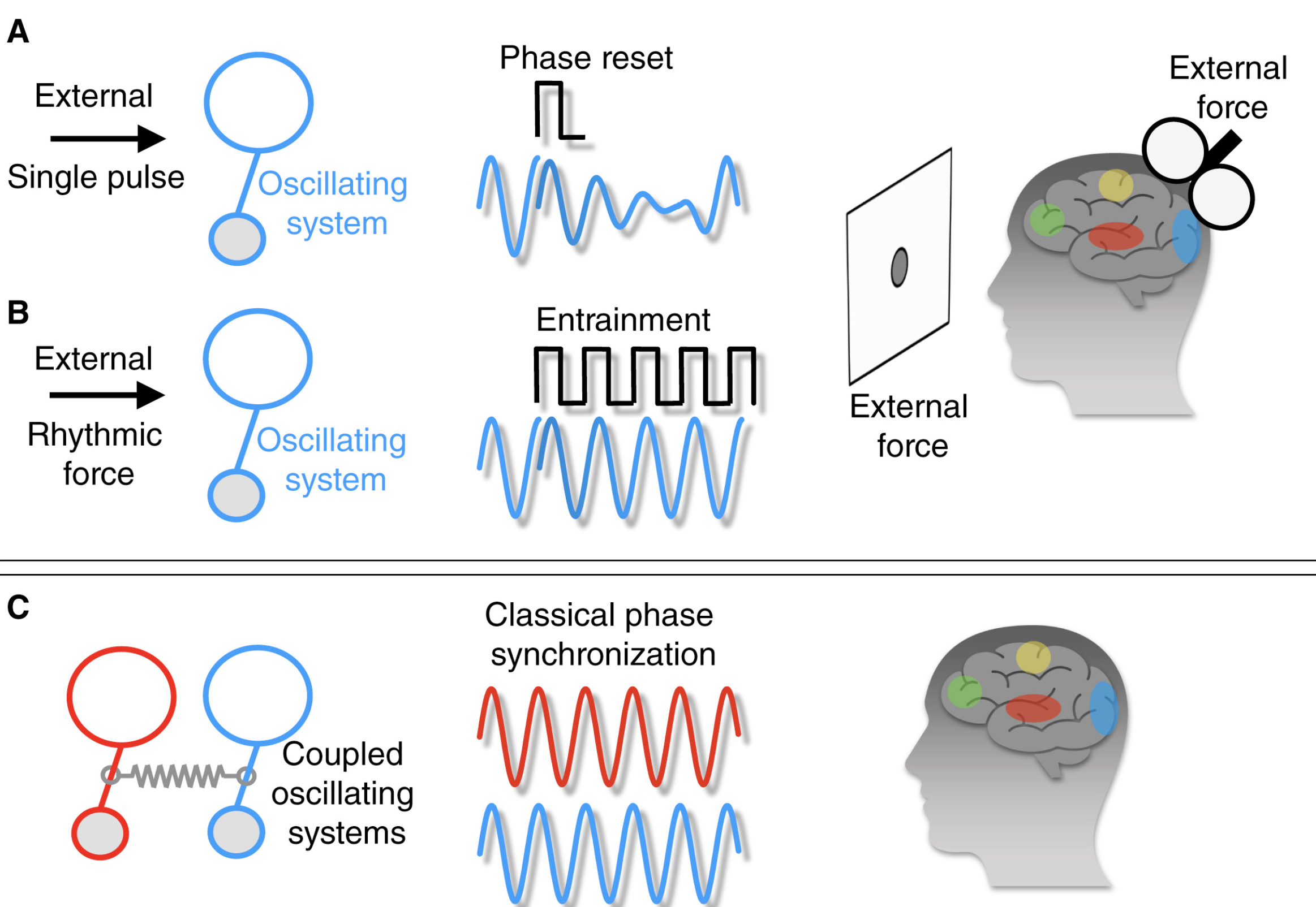 entrainment waves explained