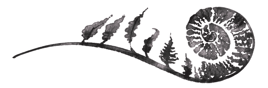 a watercolor of a fern unspiraling