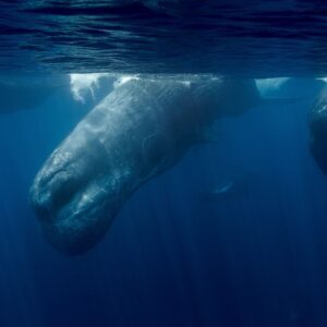 sperm whale diving