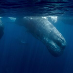 sperm whale diving