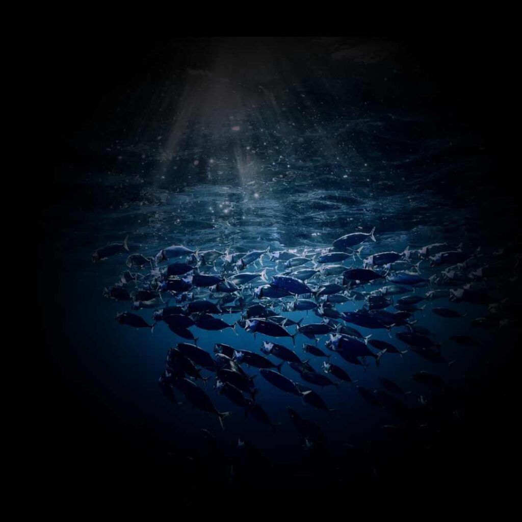 fishes