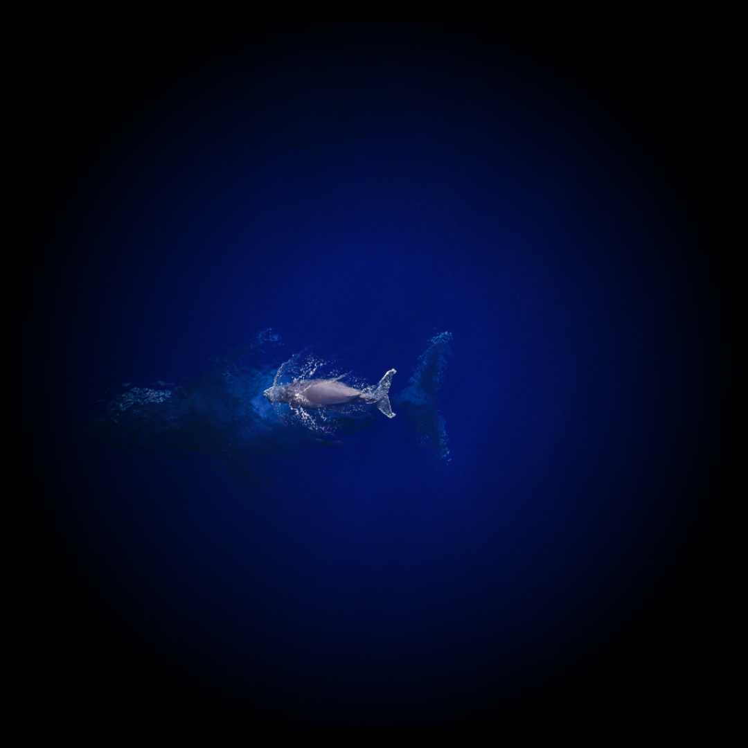 humpback whale in the ocean