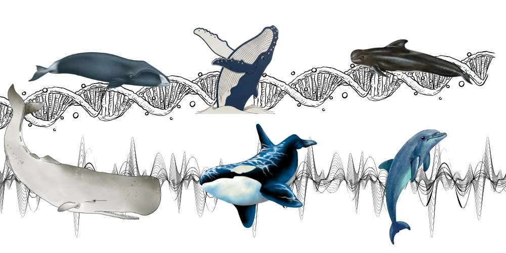 a bunch of different whales with genome sequence and bioacoustics