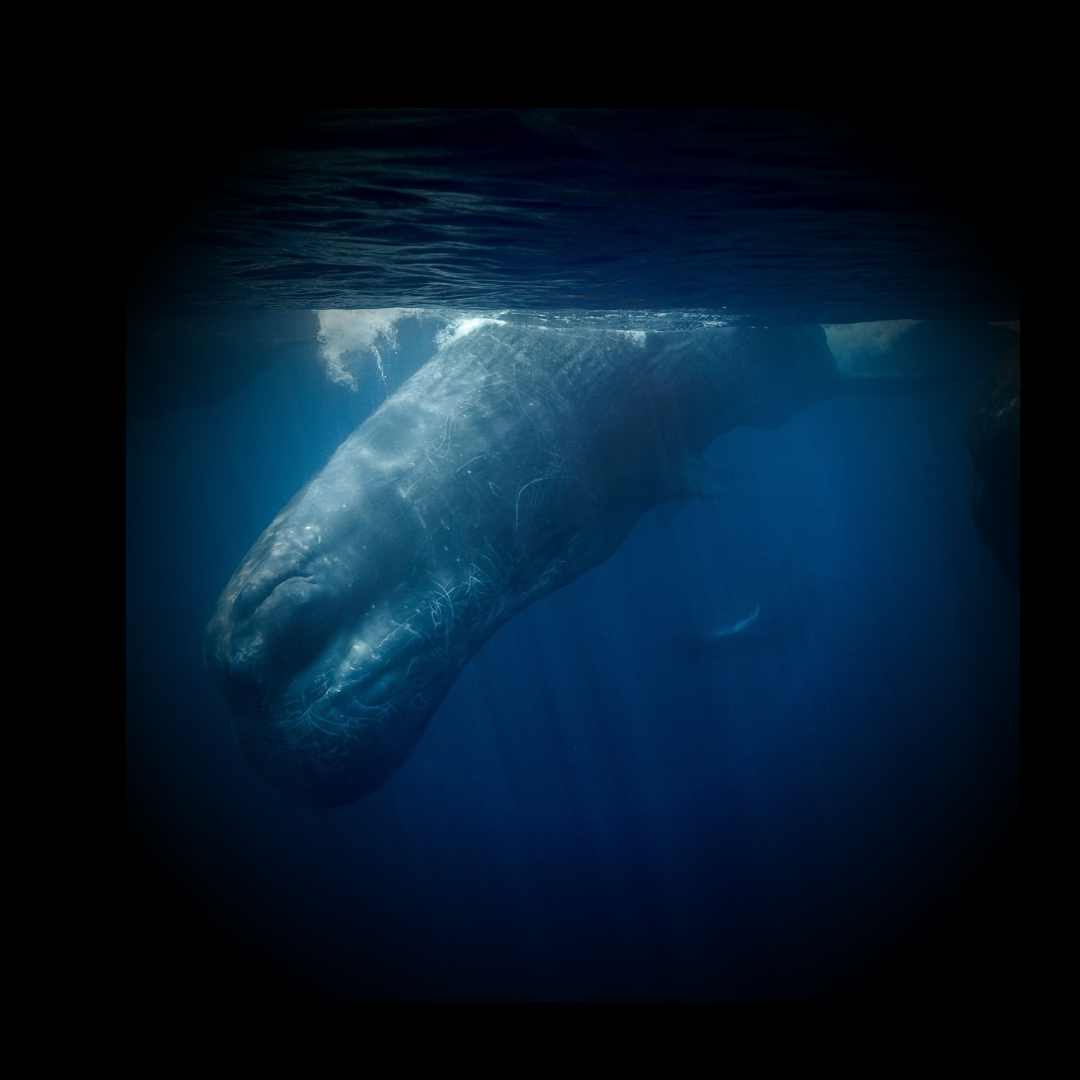 sperm whale diving
