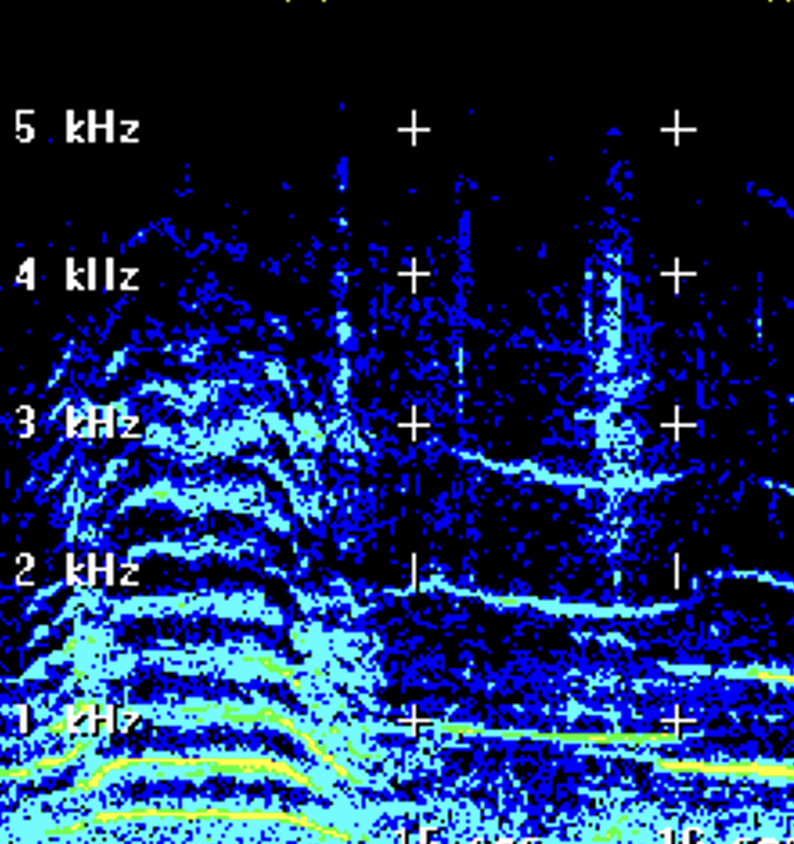 spectogram of a humpback