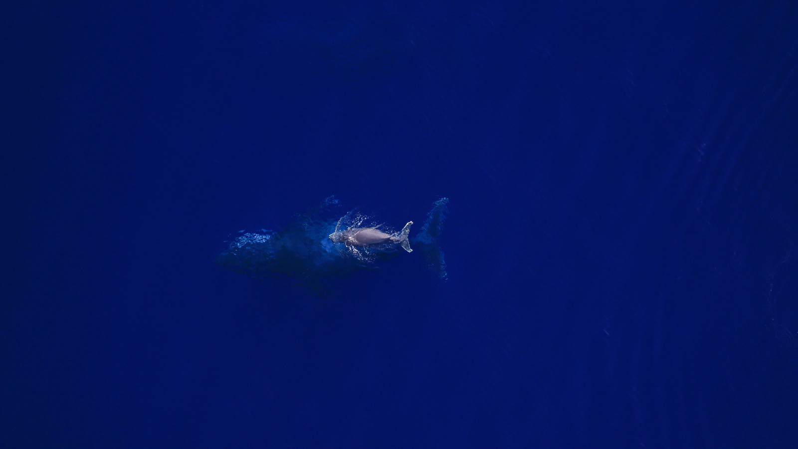 humpback whale from above