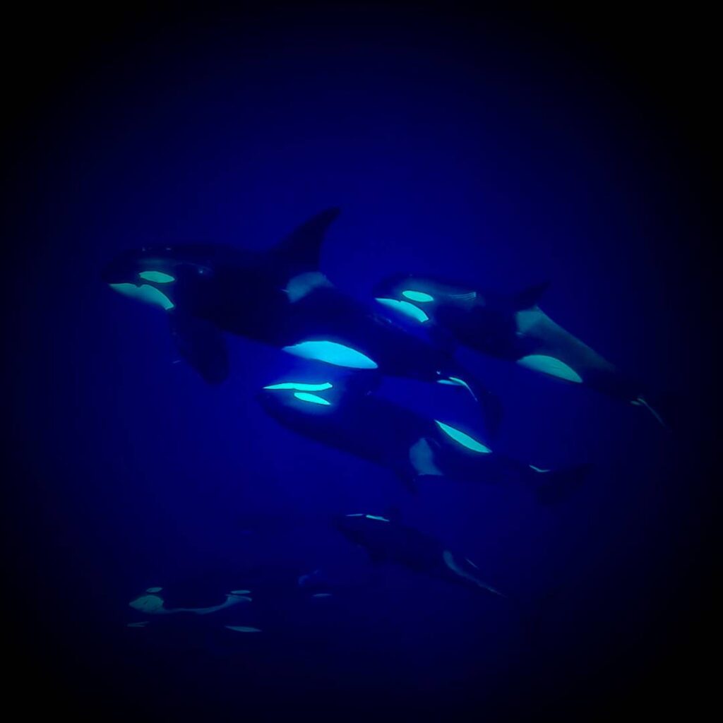 orca pod