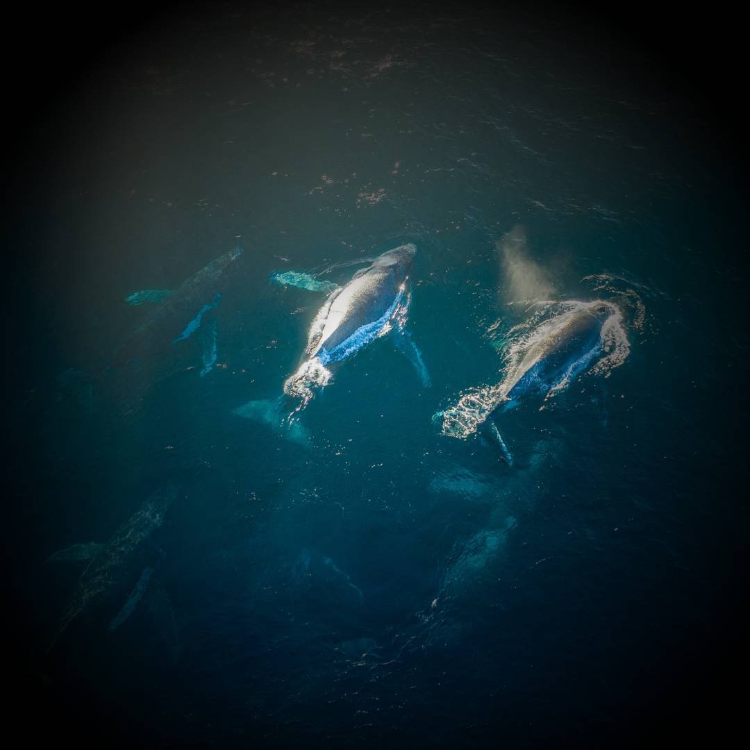 humpback whale pod