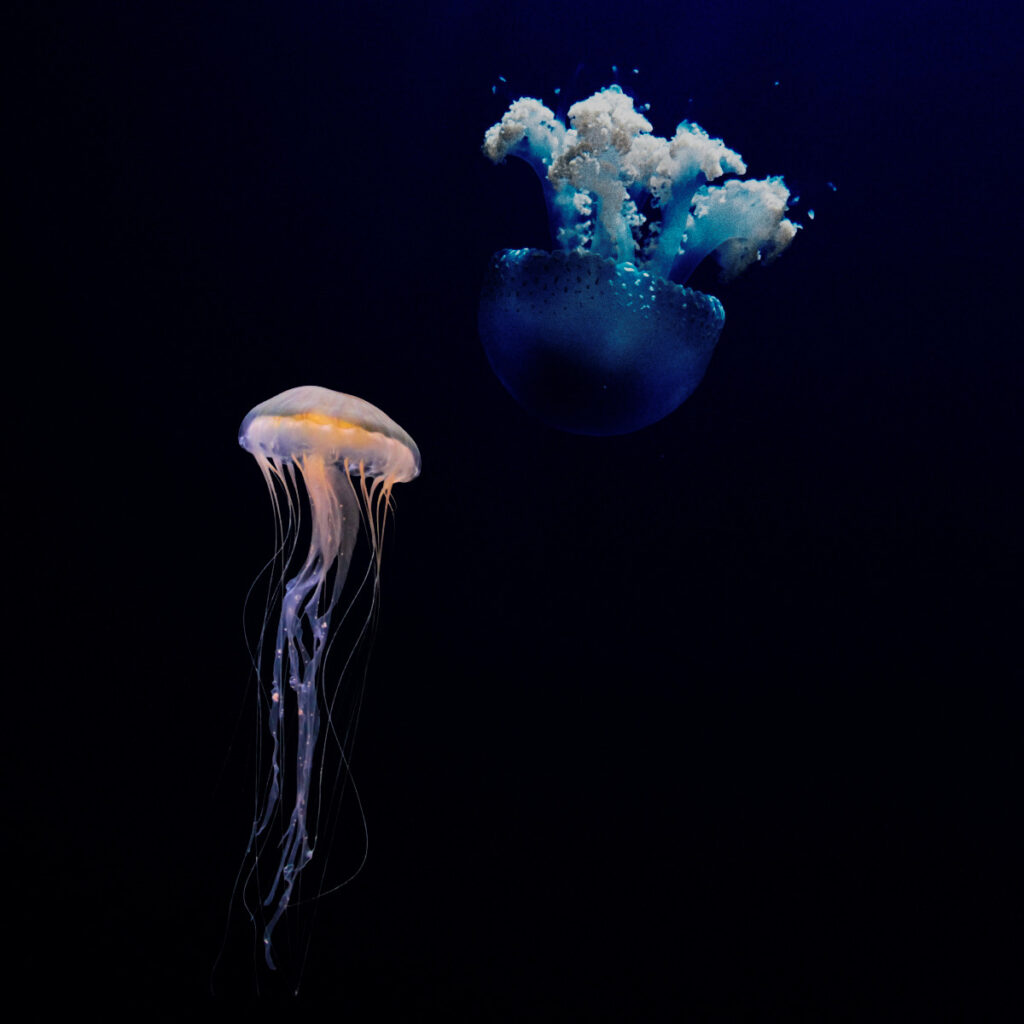 jellyfish