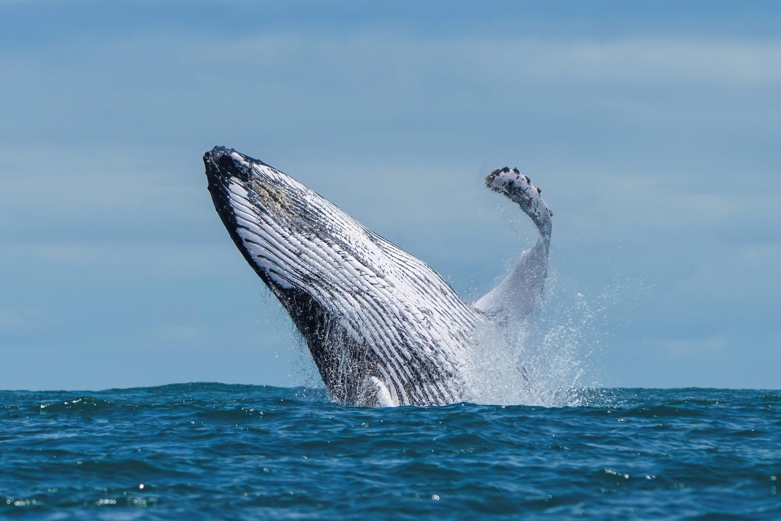breaching humpback in the ocean