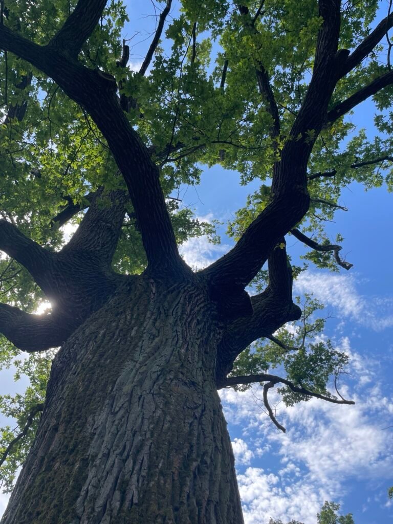 photograph by Ayah of an oak