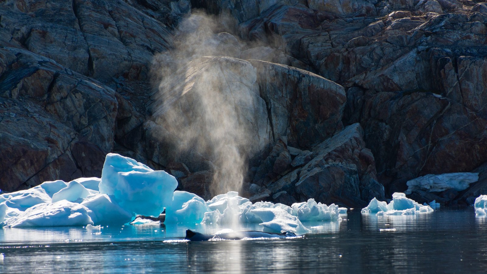 Humpback Whale at Johan Petersens Fjord, East Greenland