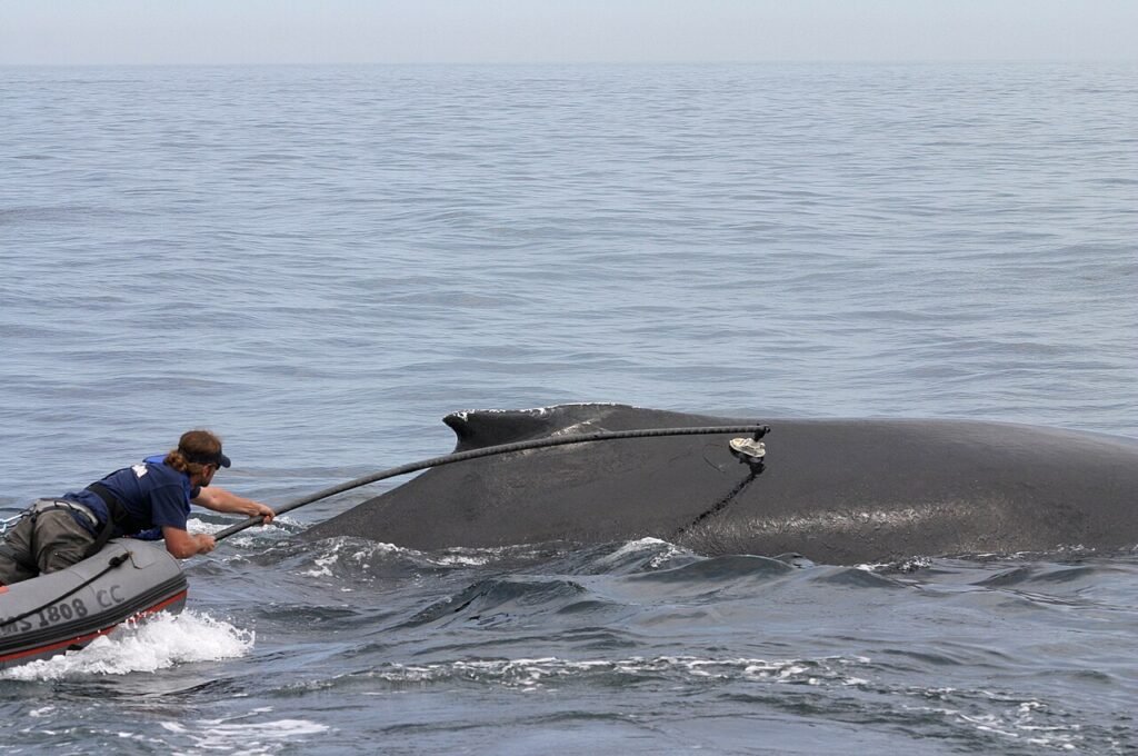 a scientist tagging a humpback whale