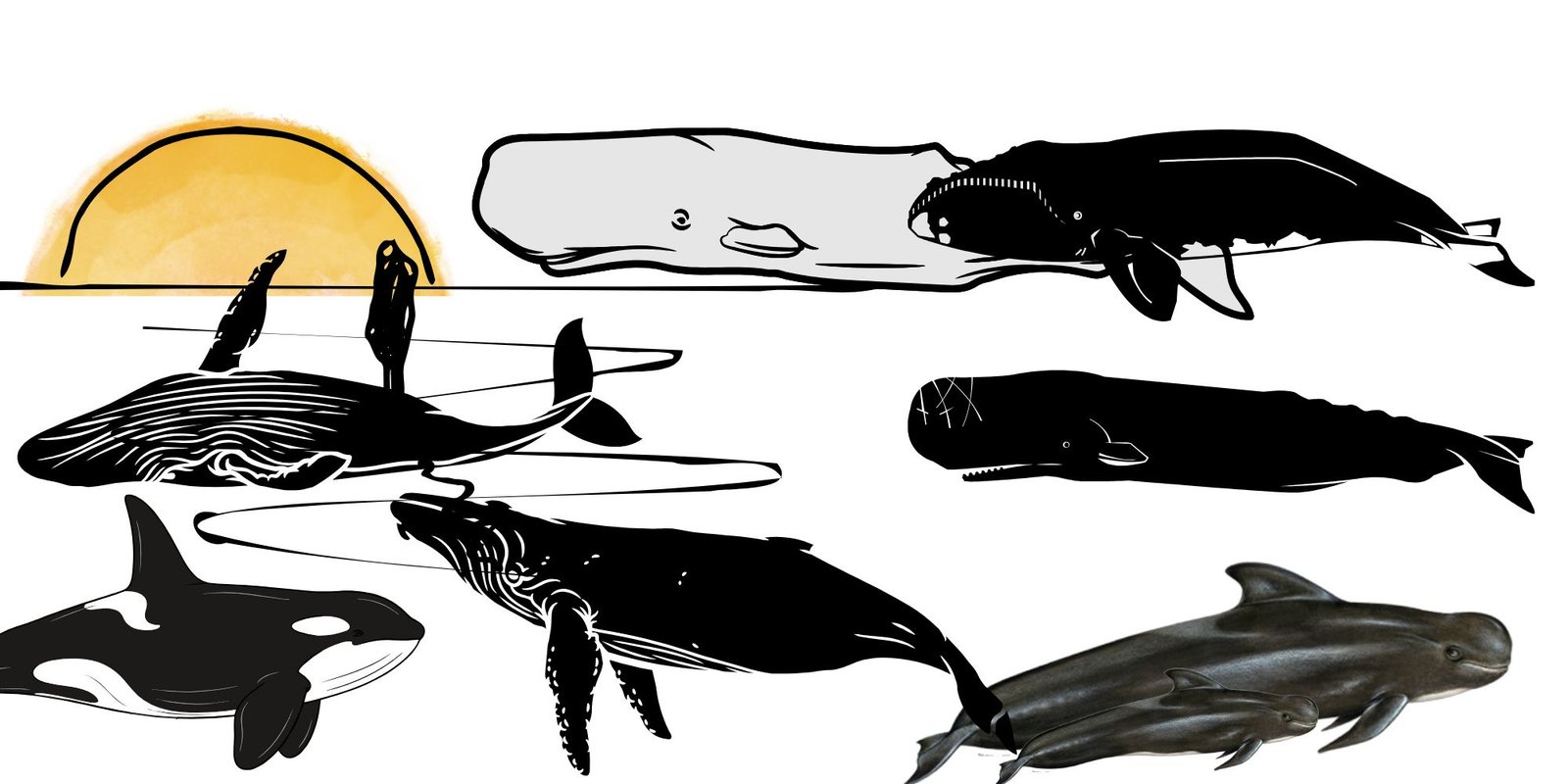 many different species of whales stranded on the beach with one person looking into the horizon