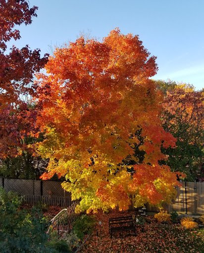 tree in Lena's backyard