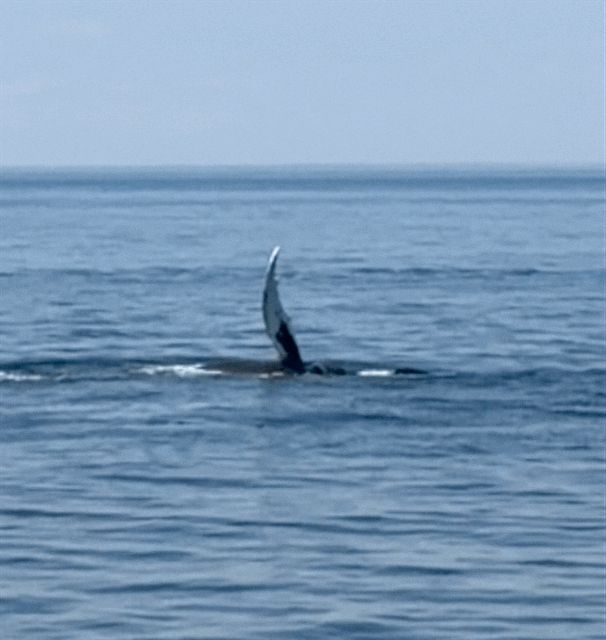 humpback whale's fin out of the water, waving