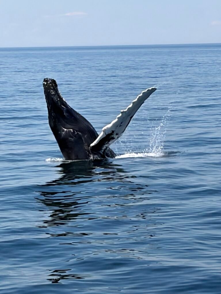 humpback whale emerging from the water