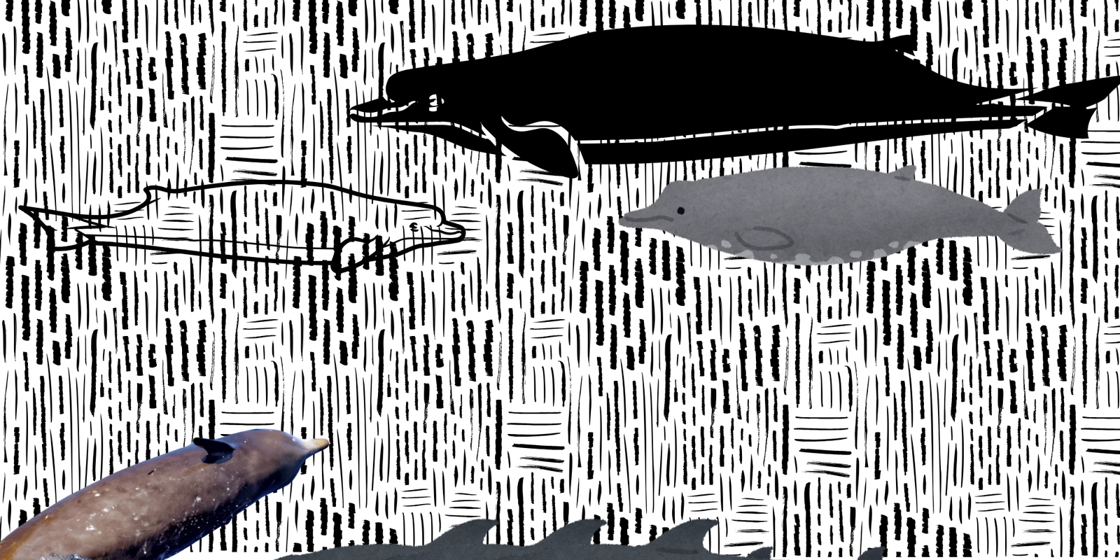 collage of beaked whales and their sound