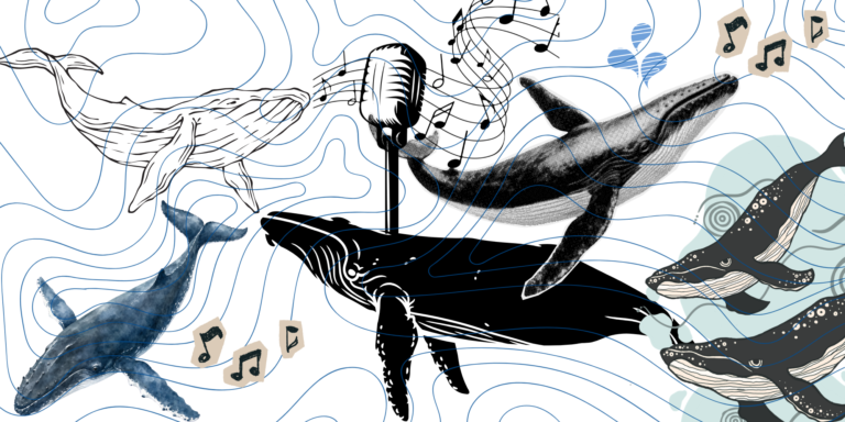 humpback made by marie comuzzo