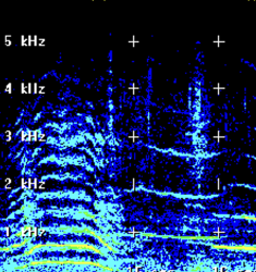 spectrogram of a humpback